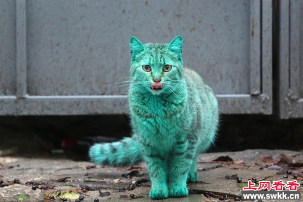 保加利亚现“绿猫”若人为染色涉虐待动物（图）