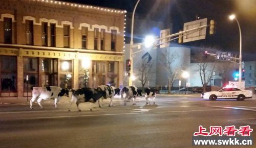 奶牛从拖车中“逃脱”夜晚街道上“闲逛”（图）