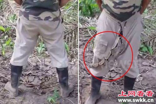 南美一军人训练时裤腿里现蟒蛇称有助排泄（图）
