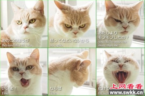 日本猫咪跟风玩“分手后自拍照”萌趣十足（图）