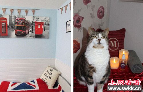 英国开设猫咪豪华酒店每晚费用约19至34英镑
