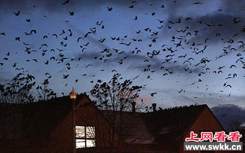 美国小镇遭5万多只乌鸦“入侵”如同恐怖电影