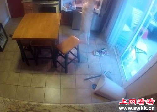 情侣发现家中冰箱无故开门原是狗狗恶作剧（图）