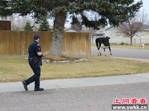 奶牛翻越2米栅栏疯狂逃跑被警察一枪毙命（图）