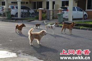 马来西亚一猴子和狗成好朋友和平相处同散步（图）