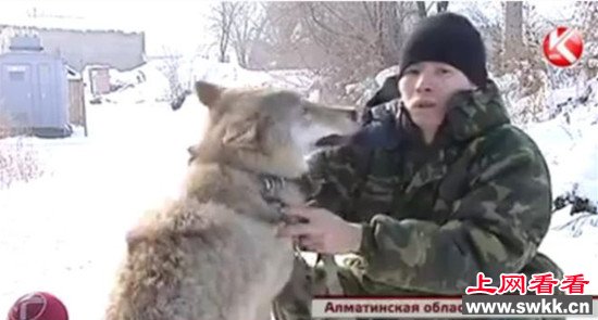 哈萨克斯坦村民养“看门狼”专家忧“引狼入室”