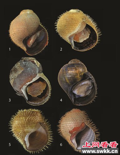 美国科学家发现新品种蜗牛外壳带刺形似朋克