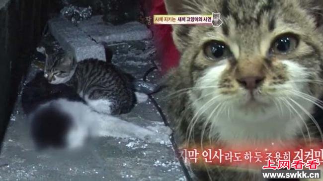 韩国年幼小猫道别已离世妈妈