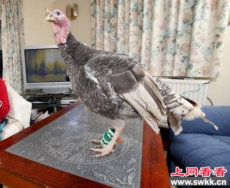 “好命”火鸡不用上餐桌：爱穿美衣染指甲油（图）