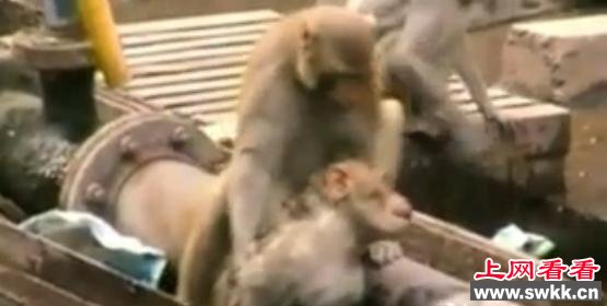 猴子遭电击晕厥同伴不离不弃成功“急救”（图）