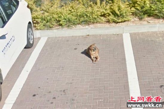 男子浏览街景照意外看到已逝爱犬身影 激动不已
