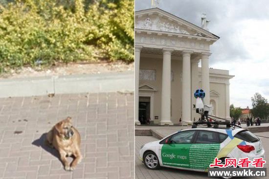 男子浏览街景照意外看到已逝爱犬身影 激动不已
