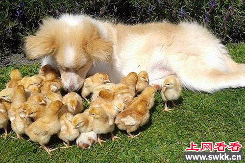 新西兰一牧羊犬会听15种指令每天照顾27只小鸡