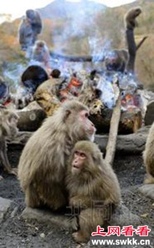 寒冬已至日本猴依偎在篝火旁抱团取暖（图）