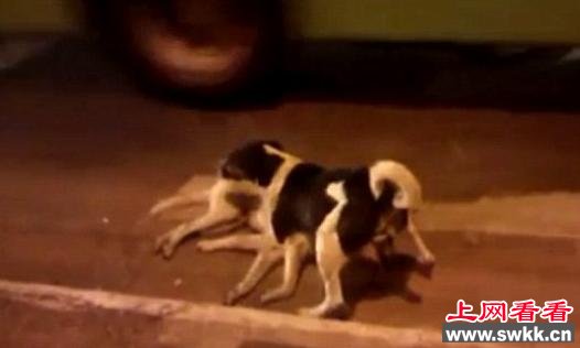 同伴街头被车撞死忠犬不顾危险守护尸体(图)