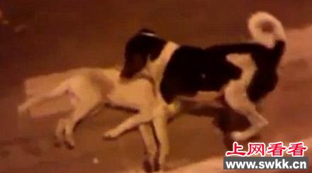 同伴街头被车撞死忠犬不顾危险守护尸体（图）