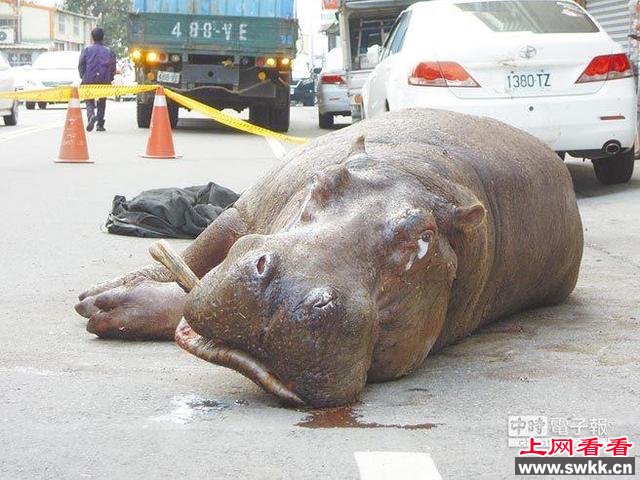 河马从货车跌落撞断牙齿 瘫坐路上流眼泪