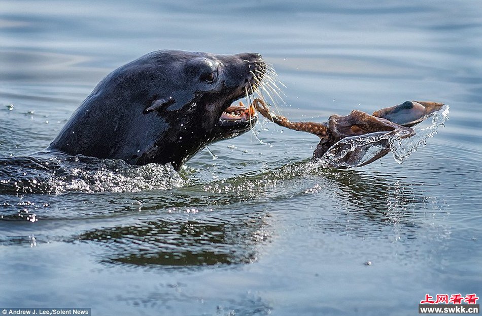 饥饿海豹捕食章鱼全过程
