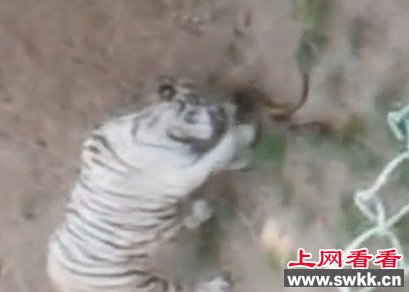 印度白虎大战眼镜蛇老虎中毒身亡眼镜蛇重伤（图）