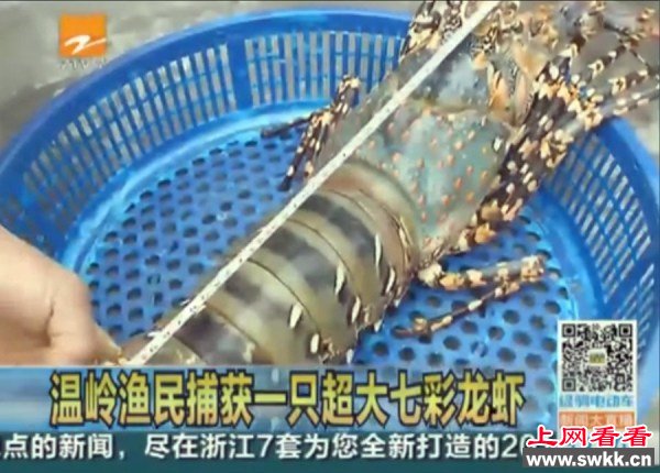 浙江温岭渔民捕获触角长达1.3米超大七彩龙虾