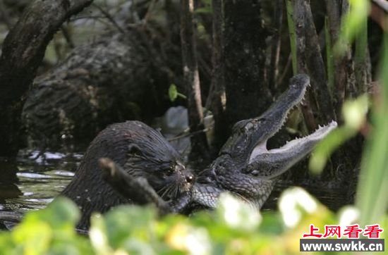 野生动物保护区拍惊人一幕 水獭吃鳄鱼