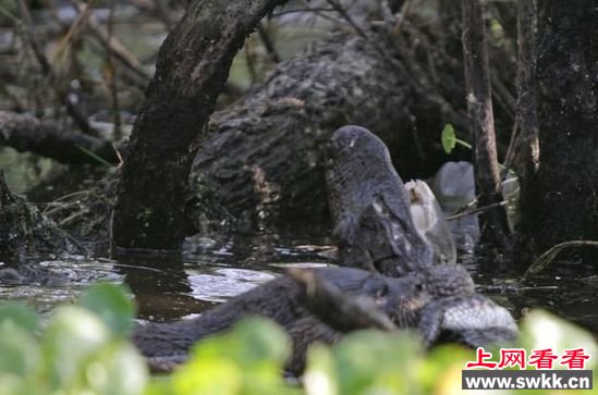野生动物保护区拍惊人一幕 水獭吃鳄鱼