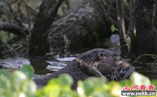 野生动物保护区拍惊人一幕 水獭吃鳄鱼