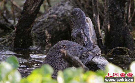 野生动物保护区拍惊人一幕 水獭吃鳄鱼