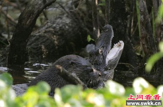 野生动物保护区拍惊人一幕 水獭吃鳄鱼