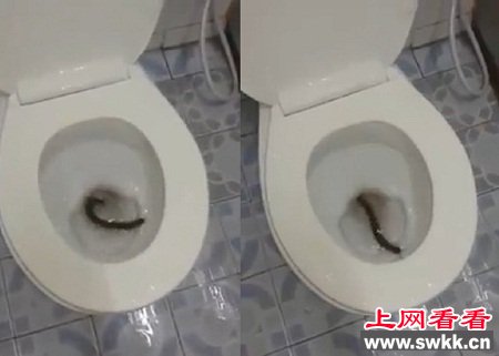 外国住宅马桶中现巨型蜈蚣网友呼“可怕”（图）