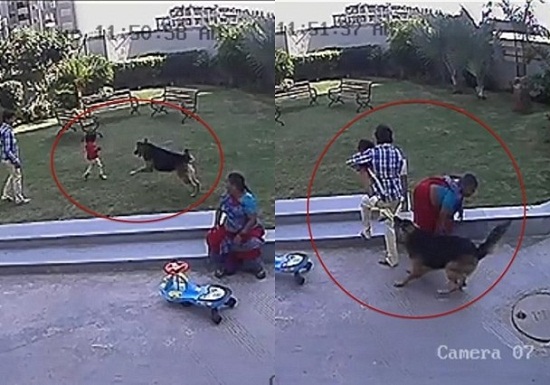 女童遭牧羊犬袭击10岁哥哥勇敢保护妹妹（图）