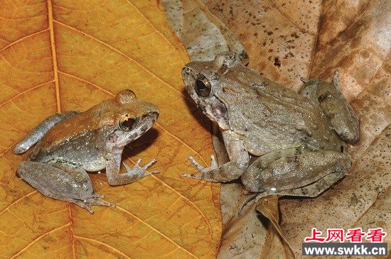 印尼发现罕见品种青蛙 体内受精繁殖生蝌蚪