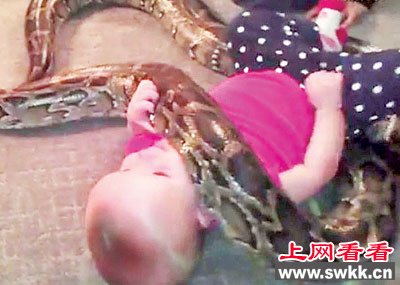 美国14个月婴儿玩伴竟是14尺长大蟒蛇