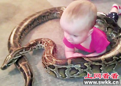 美国14个月婴儿玩伴竟是14尺长大蟒蛇