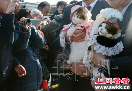 日本猫咪站长上任8周年 荣升 总裁