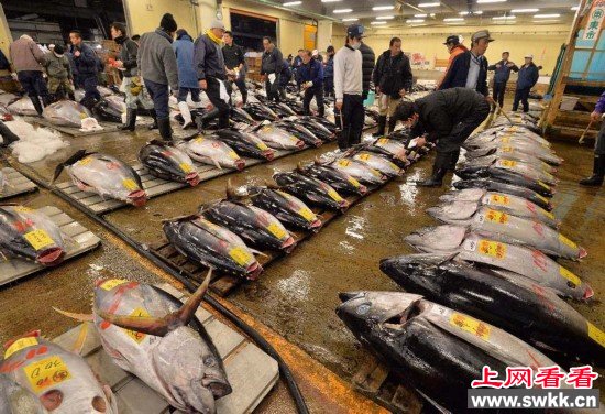 日本一条蓝鳍金枪鱼新年拍出451万日元(23万元人民币)高价