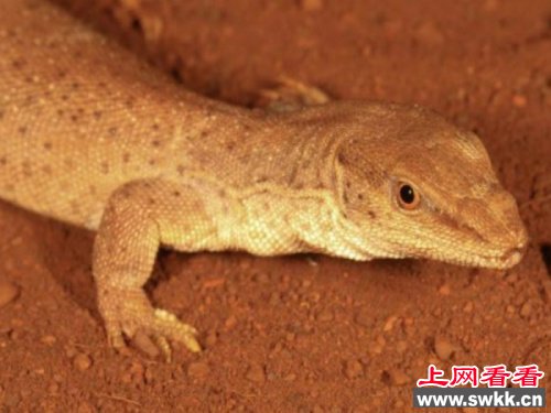 西澳发现世界最小巨蜥体重仅16克（图）