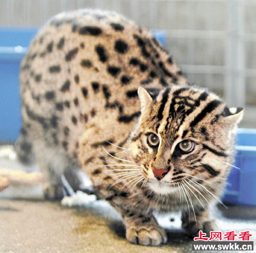 渔夫猫