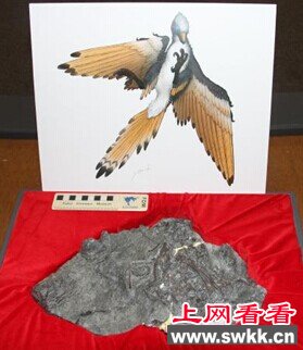 日本首现白垩纪原始鸟化石或可证明鸟类进化过程