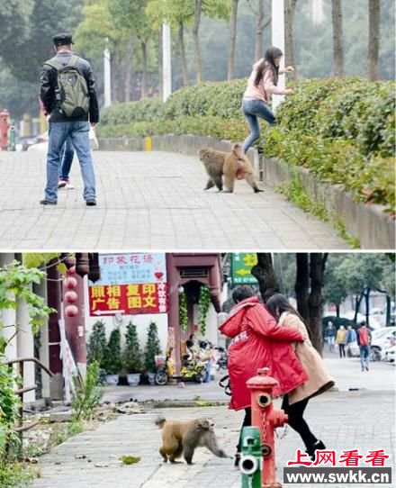 色猴成精 闹市横行6年骚扰女孩爱摸大腿