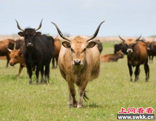 英国农民不慎引进“杀人牛”被迫大量屠宰（图）