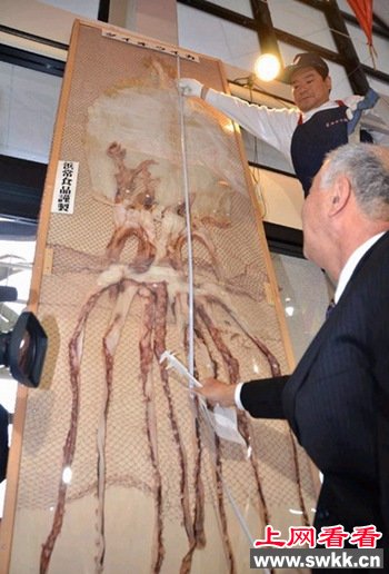 日本展出4米长干鱿鱼是普通鱿鱼10倍长（图）