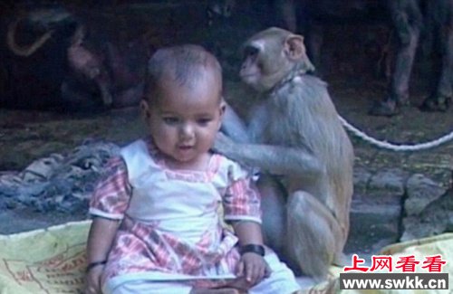 印度一母猴母爱勃发将女婴当自己宝宝照顾（图）