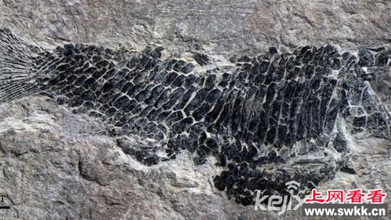 科学家发现飞鱼化石  揭秘飞鱼滑翔能力