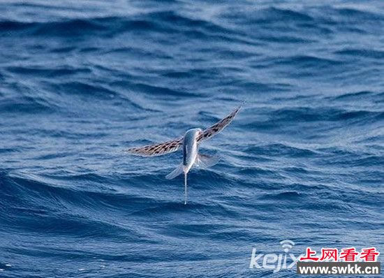 科学家发现飞鱼化石  揭秘飞鱼滑翔能力