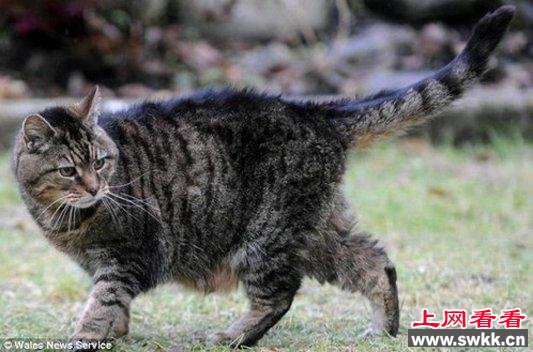 世界最老猫咪年龄相当于人类125岁曾被车辗25次