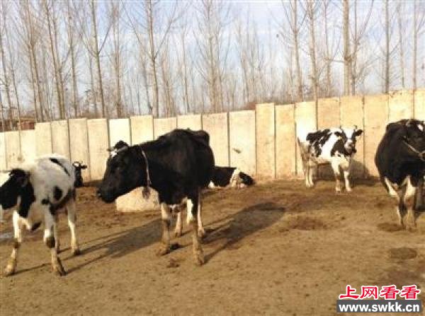 黑色幽默 奶农倒奶,国人却喝进口奶