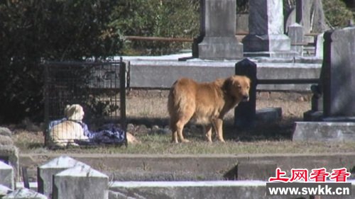 母爱伟大：狗妈妈坚守幼犬遗体数日不肯走（图）