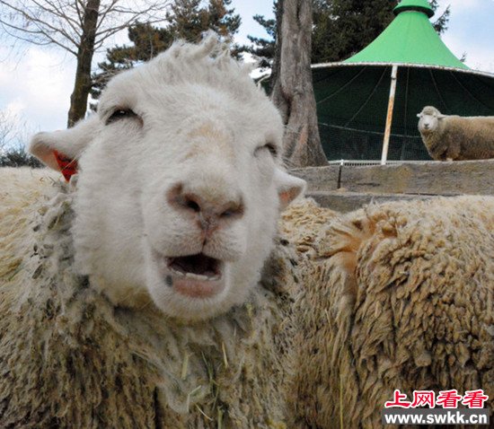 日本微笑羊走红网络