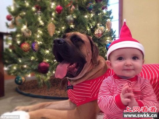 义犬救主人幼女一命后患病收到全球祝福捐款（图）